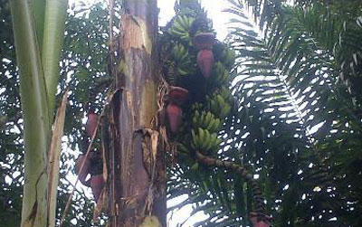 Ajaib, di Kampung Melayu Besar Pisang Berbuah Sembilan Tandan
