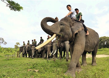 Ternyata Gajah PLG Riau Ikut Padamkan Api