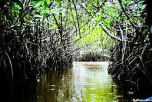 Pemkab Meranti Bangun HTR Mangrove