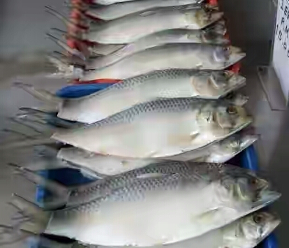 Tangkap Ikan Terubuk Bisa Didenda Rp100 Juta