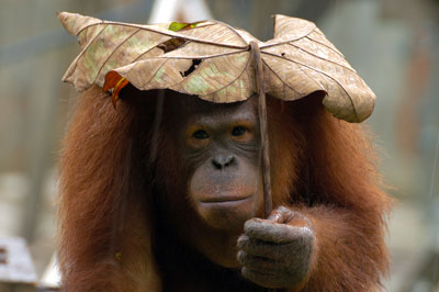 Akibat Asap, 40 Ribu Orang Utan Punah