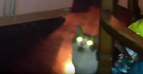 Tahukah Anda, Mengapa Mata Kucing Bersinar saat Gelap?