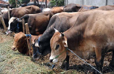 Hadapi Idul Adha, Pelalawan Butuh 1600 Hewan Qurban