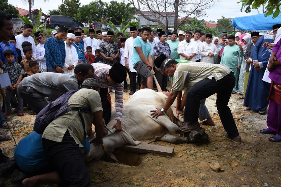 Bupati Amril dan Keluarga Kurban 1 ekor Sapi di Masjid Raya Arafah Duri