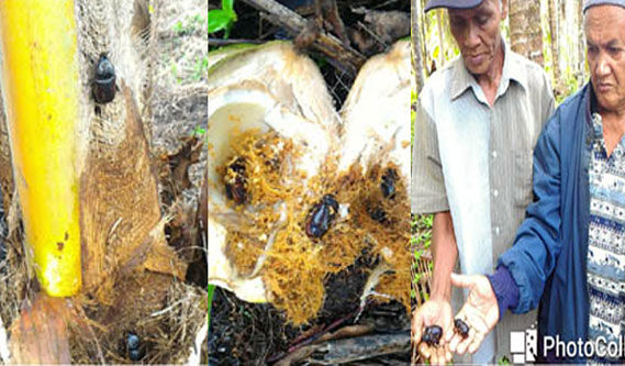 Ribuan Pohon Kelapa Rusak, Masyarakat Tuntut PT IJA Bertanggung Jawab