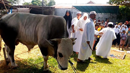 H Fathullah Qurbankan Sapi Seberat 1,1 Ton