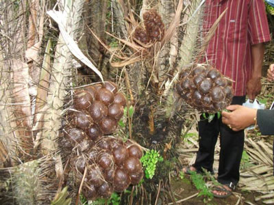 Potensi Pertanian Salak Pondoh di Dayun Siak Kurang Perhatian Pemerintah
