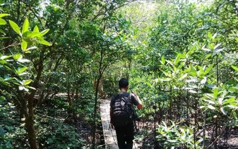 Hutan Bakau di Dumai Pilihan Tepat Liburan Diakhir Pekan