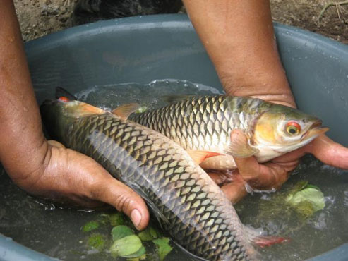 Ternyata Riau Juga Terkenal Dikancah Nasional Lewat Kampung Patin, Kampung Lele dan Kampung Jelawat