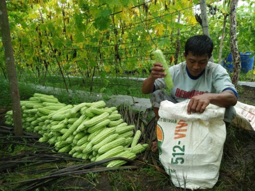 Petani Pare, 'Si Pahit' yang Membawa Berkah