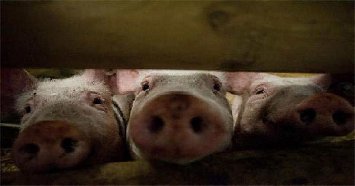 Babi Haram dalam Penjelasan Alquran dan Sains