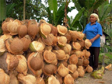Bupati Wardan Harapkan Harga Jual Kelapa Naik