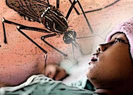 Waspada...Penderita DBD di Pekanbaru Meningkat Tajam