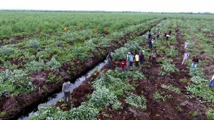 Sanksi Pelanggaran Gambut, Tim Gakkum KLHK Cabut Akasia PT RAPP Estate Pelalawan