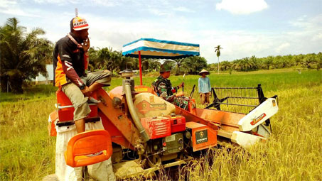 Panen Padi di Lahan 60 Hektar, Babinsa Koramil 02 Rambah Dampingi Petani