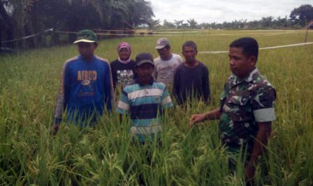 Babinsa Koramil 03/Tempuling Bantu Penyerapan Gabah Bersama Bulog Inhil