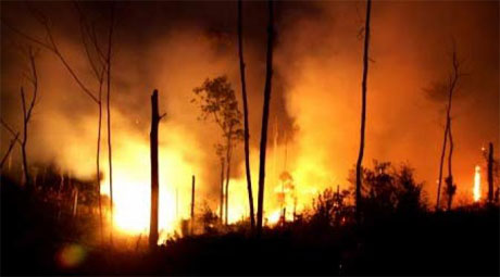 Pemprov Perpanjang Status Siaga Darurat Karhutla Riau