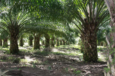 Pemkab Inhil Tegaskan Tidak Ada Penerbitan Izin Baru Bagi Perkebunan Sawit