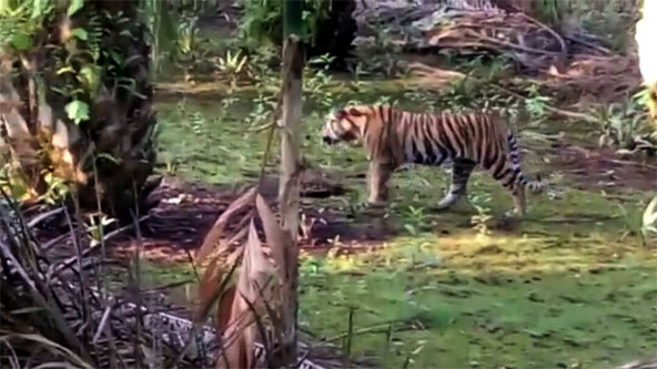 Seekor Harimau Berkeliaran Di Pemukiman Penduduk, Nyawa Warga Terancam