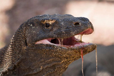 Seberapa Berbahaya dan Mematikan Gigitan Komodo?
