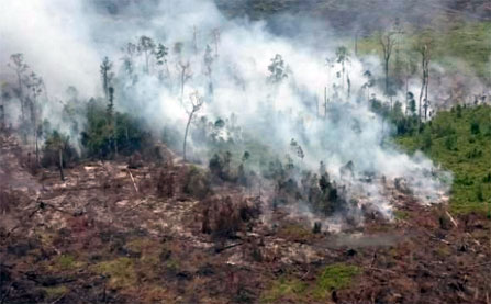KLHK: Restorasi Hutan Harus Tetap Jaga Kepentingan Masyarakat