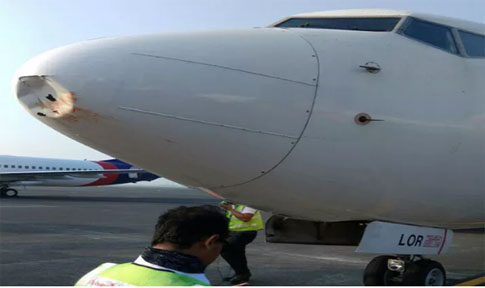 Insiden Lion Air di Surabaya, Ini Bahayanya Jika Pesawat Tabrak Burung