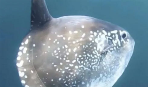 Wow! Ilmuwan Temukan Spesies Ikan Raksasa