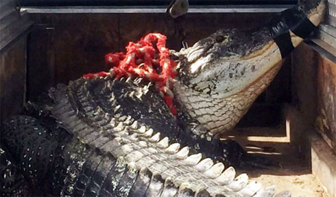 Menyelami Kolam Lapangan Golf, Pria AS Diserang Aligator