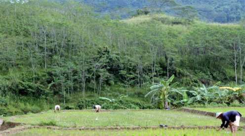 Duh, Pencetakan Sawah Baru Belum Capai Target