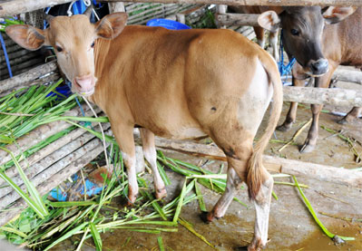 Memasuki Hari Raya Qurban, Waspada Virus Jembrana