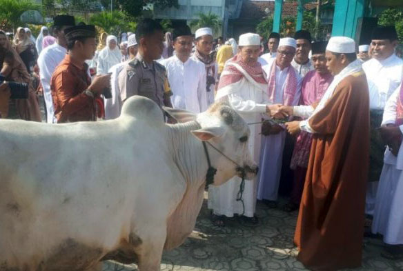 Hewan Kurban di Siak Capai 2090 Ekor, Meningkat Dari Tahun Lalu