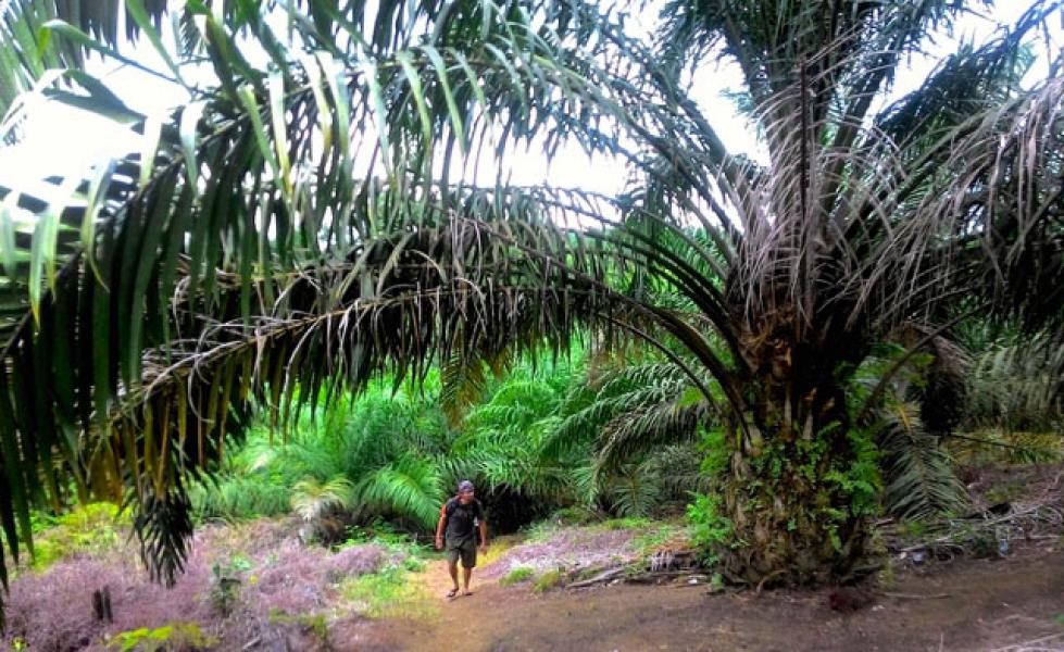 Lagi, Perusahaan di Inhu Sulap Penyangga HL Bukit Betabuh Jadi Kebun Sawit