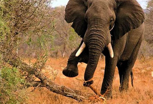 Gajah Liar Injak Petani Karet Hingga Tewas di Kecamatan Pinggir