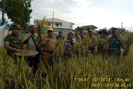 Pasi Ter Kodim 0320/Dumai Bersama Staf Dinas KPP Kota Dumai Panen Padi