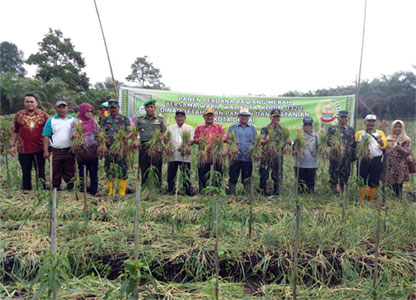 Dandim 0320/Dumai Hadiri Panen Perdana Bawang Merah Poktan Kebun Jaya