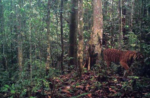 BBKSDA Riau Datangkan Pawang Harimau Dari Aceh