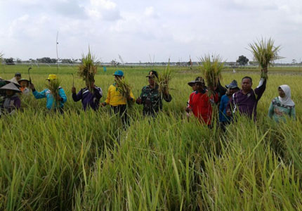 Koramil 03/Tempuling dan Petani Panen Padi Perdana IP 100