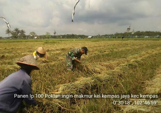 Babinsa Koramil 03/Tempuling Bersama Petugas Pertanian Gelar Ubinan Panen Padi