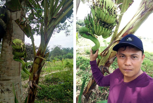 Warga Koto Garo Temukan Tandan Pisang Tumbuh Meliuk
