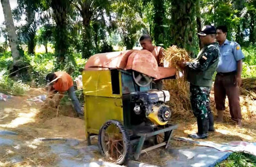 Usai Panen, Babinsa Koramil 02 Rambah Rontokkan Padi
