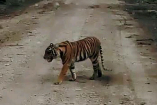 Pasca Dilumpuhkan, Harimau Sumatera Menghilang Dalam Perjalanan Evakuasi