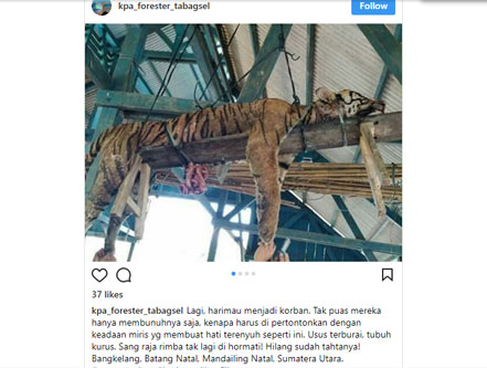 Mati Mengenaskan, Bangkai Harimau Jadi Tontonan Warga Mandailing Natal