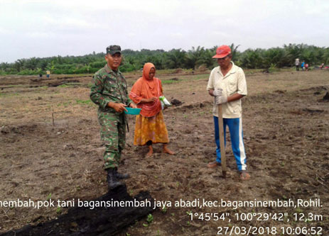 Begini Aksi Babinsa Membantu Petani Kedelai Di Bagan Sinembah