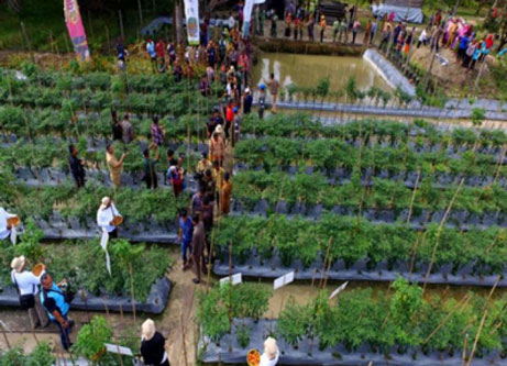Tingkatkan Skill Bertani Cabe, 32 Petani Siak Studi ke Lembang