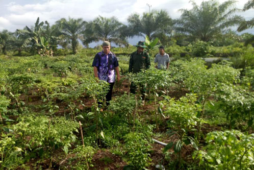 Wujudkan Hasil Maksimal, Danramil Bukit Batu Dampingi Petani Cabe