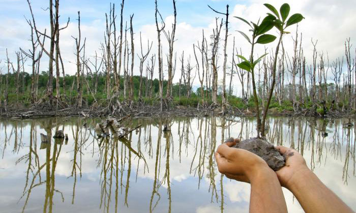 Hari Mangrove, 21 persen Sebaran Magrove Dunia ada di Indonesia