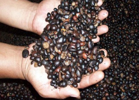 Penimbunan Kernel Marak Di Kampar, Aktivis Minta Aparat Segera Bertindak