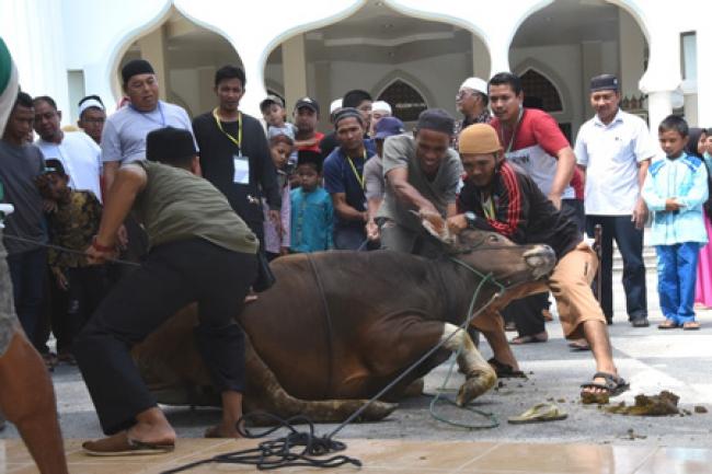 Idul Adha, Pemkab Bengkalis Sembelih 37 Sapi dan 15 Kambing