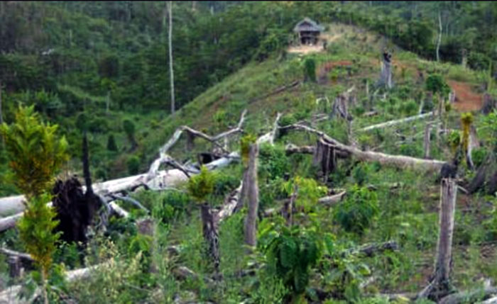 Mabes Polri Selidiki Perambahan Hutan TNBT di Indragiri Hulu