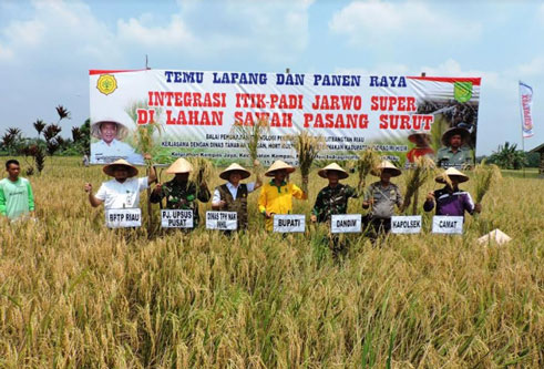 Panen Raya Perdana Integrasi Itik dan Padi Jarwo Super Di Inhil